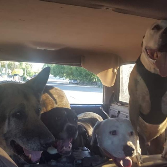 ππBuy One Get One π Rescue - Foster Support ππ - Picture 3 of 6